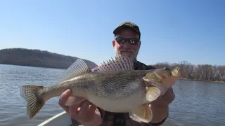 Massive 4 Pound 19 Inch Sauger Caught on The Mississippi