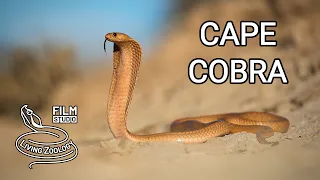 Deadly venomous Cape cobra, the most toxic cobra of Africa, colorful snake, cobra vs. meerkats