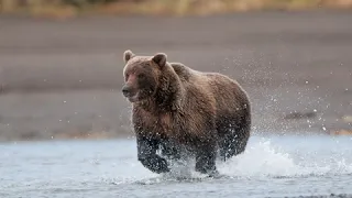 Alaska Brown bear fishing-2019