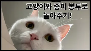 고양이와 종이봉투로 놀아주기!