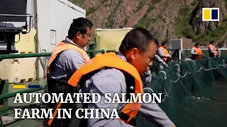 Automated salmon farm in China sorts fish by size and frees up hands