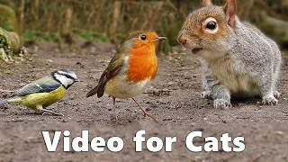 Birds for Cats to Watch : Squirrels and Birds Cat Games Extravaganza Videos