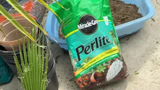 What soil do I use for potting palms