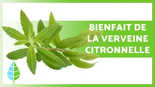 BIENFAITS de la VERVEINE CITRONNELLE 🌿 (Propriétés, Soins et Contre-indications)