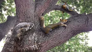 Lizard Climbs Tree—Eats Squirrel