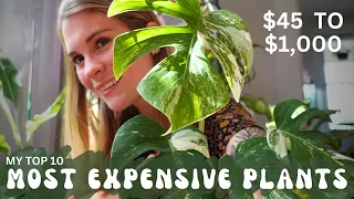 My top 10 most expensive plants! Ranging from $45 - $1k | Monstera, Alocasia, Philo & Other Genuses