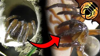 Angry Trapdoor Spider and MORE! Night-time bush Adventure