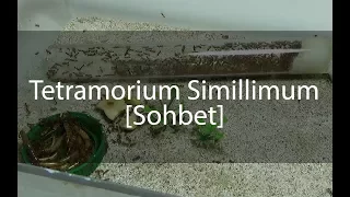 Çin Tetramoriumu Simillimum - Sohbet