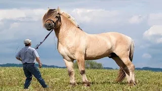 Biggest Horse Breeds in the World - Shire Horse