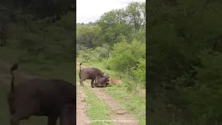 A buffalo flips a lion in the air to save its  herdmate.