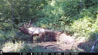 Big Bull Elk at the Wallow - Trail Camera Video