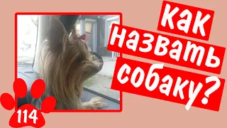 КАК НАЗВАТЬ СОБАКУ? 50 вариантов кличек для йоркширского терьера и других пород.