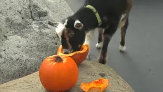 Adorable Chicago Zoo Animals Munch on Halloween Pumpkins