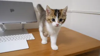 Cute kitten Nico wandering around on his owner's work desk.