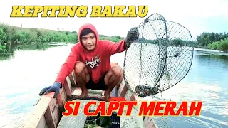 KEPITING BAKAU SI CAPIT MERAH // BINTANG SAMBOJA