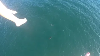 Parasail Massive Shark Orange Beach Alabama