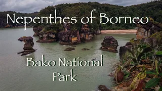 Nepenthes of Borneo - Episode 01 - Bako National Park