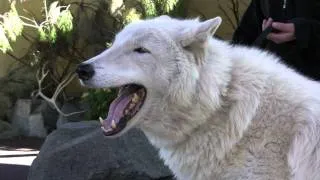 Arctic Wolf Howl.MTS