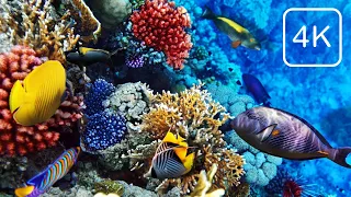 4K| Coral Reef of REEF OASIS BLUE BAY Hotel, Egypt 2022. Snorkeling. 10-minute Undersea RELAX Video