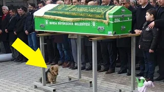 Hund weigert sich Grab des Besitzers zu verlassen...