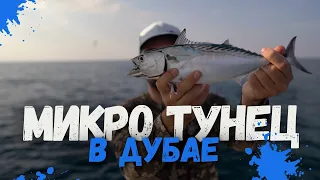 Попали на мелкого тунца в Дубае