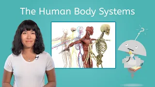 The Human Body Systems - Biology for Teens!