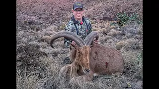 Texas Free Range Aoudad DOWN! Hidden Creek Outfitters