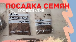 Бонсай из семян. Выращивание бонсай из семян. Посадка семян клена ямомиджи и бургерианума.