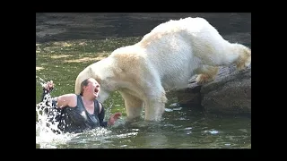 10 Personnes Qui Sont Tombées Dans Des Enclos D'animaux Dans Des Zoos