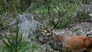 Jelenia ruja 2021