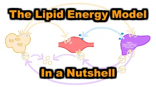 The Lipid Energy Model in a Nutshell