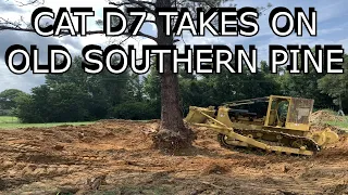 CAT D7 Takes On Old Southern Pine Tree "Old Iron Working"