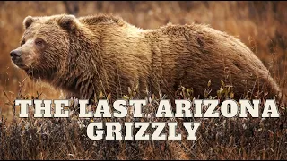 The Last Arizona Grizzly