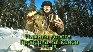 Нижняя дорога Проверка капканов  9 01 19