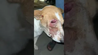 Brave Street Dog's Wounds Become Infested W/ Maggots