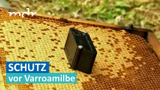 Thüringer Imker erfindet Schutz für Honigbienen | MDR um Zwei | MDR