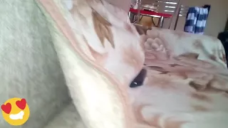 Кот сфинкс под одеялом)