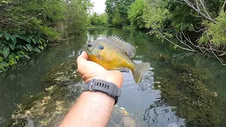 The Best Bluegill Bait that’s not Worms! You’ll be Shocked!