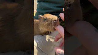The cutest #baby #capybara at Animal Adventures in Bolton MA #shorts