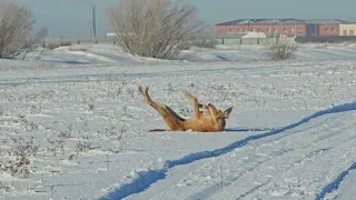 #dog #snow #mobile #samsung #samsunggalaxy #airport #greyhounds #winter