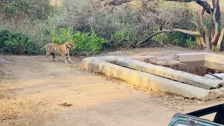 Sariska tiger view #Shocked#sariska #tiger #jungle