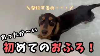 【子犬】初めてお風呂に入ったダックスフンドはやっぱり天使だった【かわいい】
