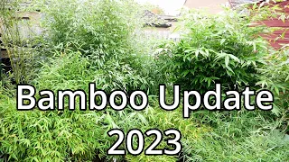 Bamboo Update (2023)