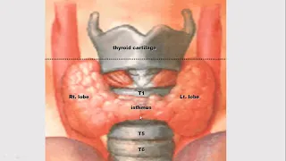 Thyroid &parathyroid glands