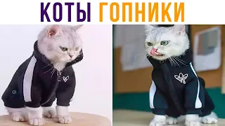 КОТЫ-ГОПНИКИ))) Приколы с котами | Мемозг 642