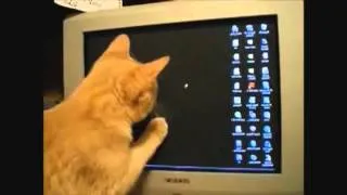 Cats Compilation   Funny Fail  WIN 2013