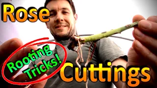 Tricks to Rooting Rose Cuttings Successfully | Why are the Roses Stems Turning Black and Dying