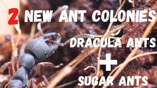 2 New ant colonies!! Dracula ants + Sugar ants