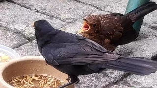 Blackbird dad feeding his babies (4K)