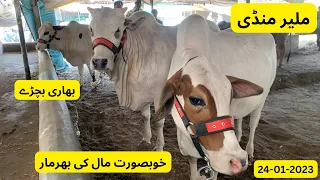 Malir Mandi Karachi Cattle Rates update 24-Jan-2023 | cow mandi 2023 | Bakra eid @sndairyandcattle
